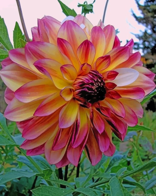 Dahlia Pink Flower Painting By Numberss.png