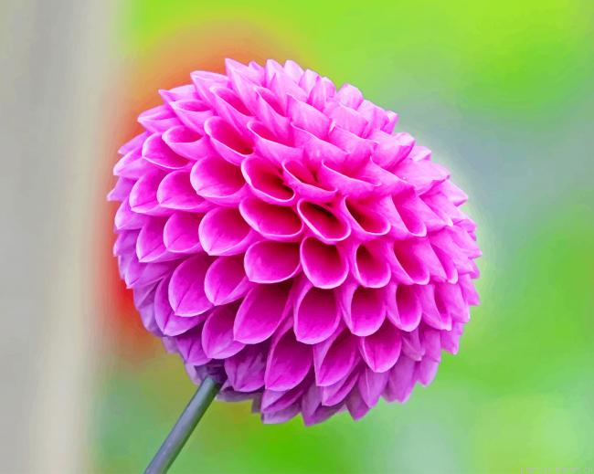Dahlia Purple Flower Painting By Numbers.png