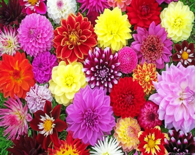 Dahlias Collection Painting By Numberss.png