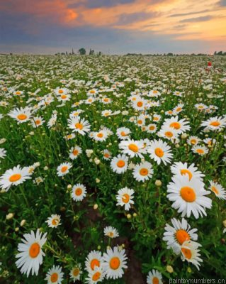 Daisy Field Painting By Numbers.png