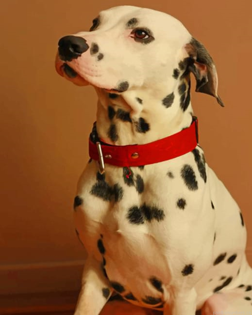 Dalmatian Breed Dog Painting By Numberss.png