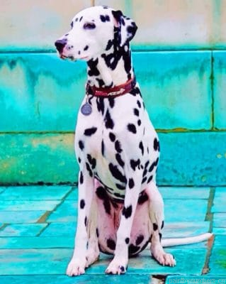 Dalmatian Dog Painting By Numberss.png