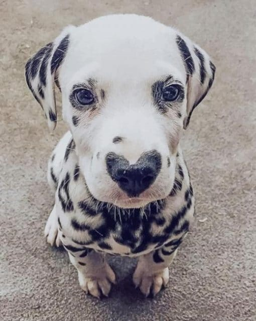 Dalmatian With Heart Nose Painting By Numberss.png