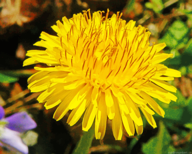 Dandelion Flower Painting By Numbers.png