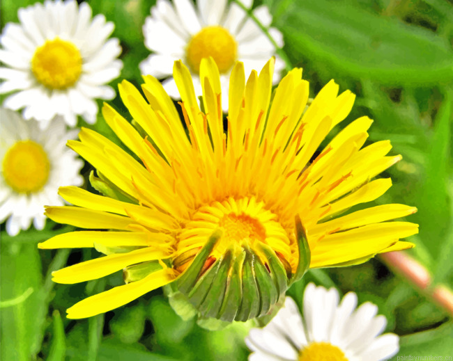 Dandelion Painting By Numbers.png