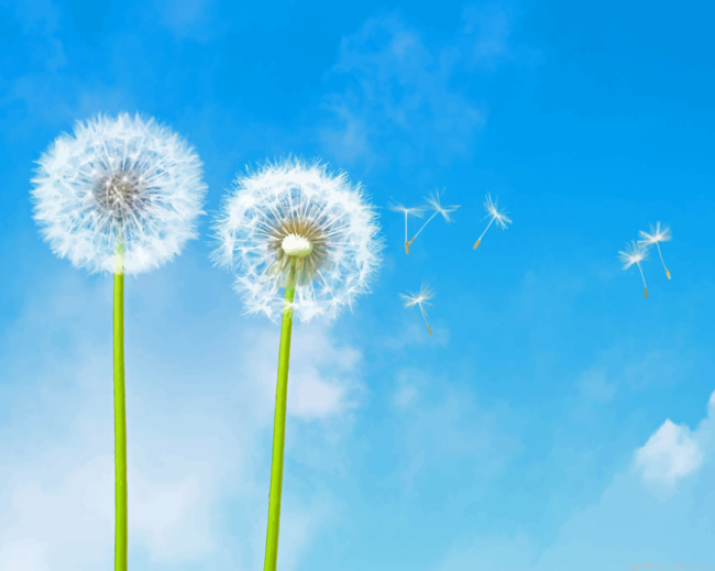 Dandelions Painting By Numbers.png
