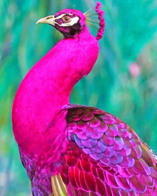 Dark Pink Peacock Birds Painting By Numberss.png