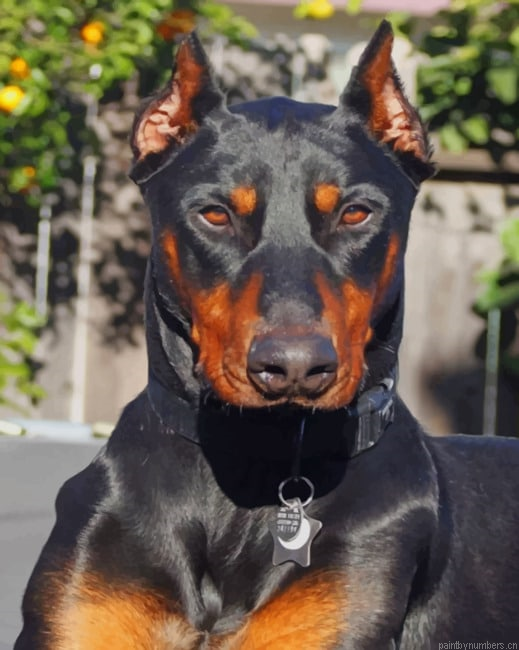 Ddoberman Painting By Numbers.png
