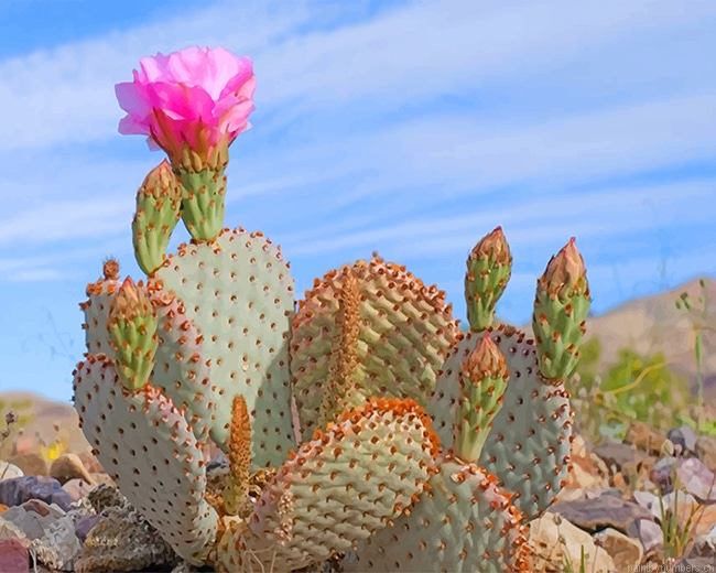 Death Valley Cactus Plants Painting By Numberss.png