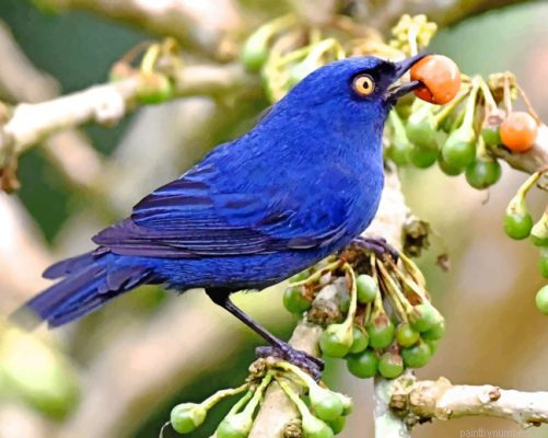 Deep Blue Bird Flowerpiercer Painting By Numbers.png