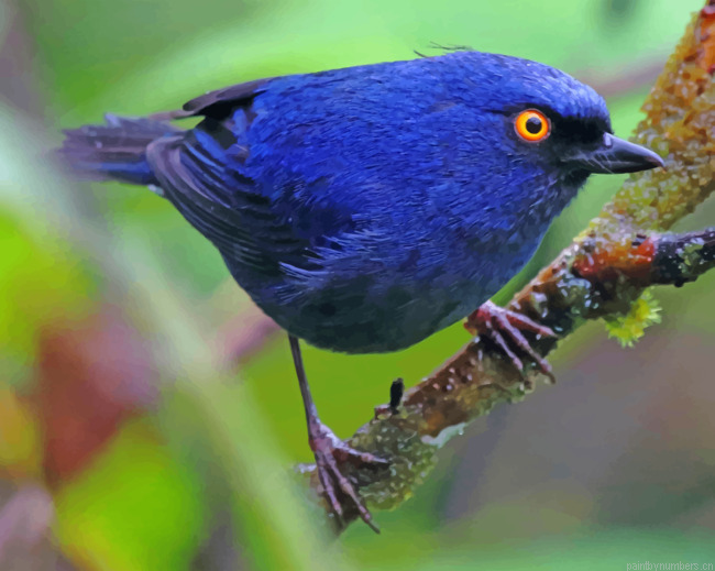 Deep Blue Bird Painting By Numberss.png