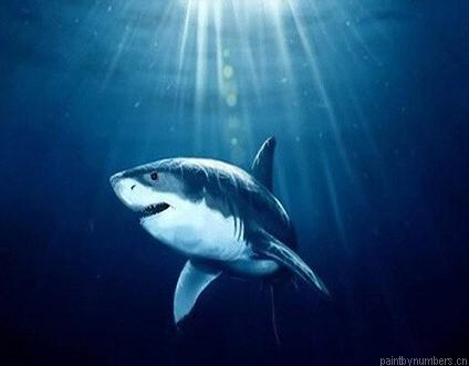 Deep Shark Painting By Numberss.png