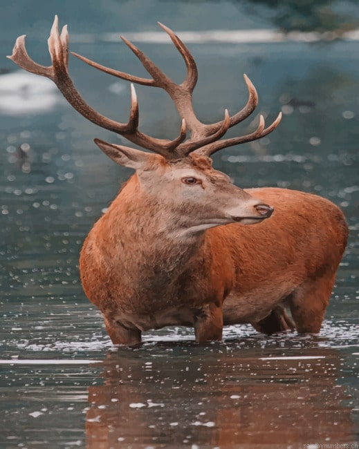 Deer In River Animals Painting By Numberss.png