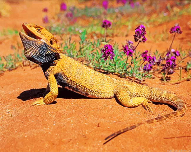 Desert Bearded Dragon Painting By Numbers.png