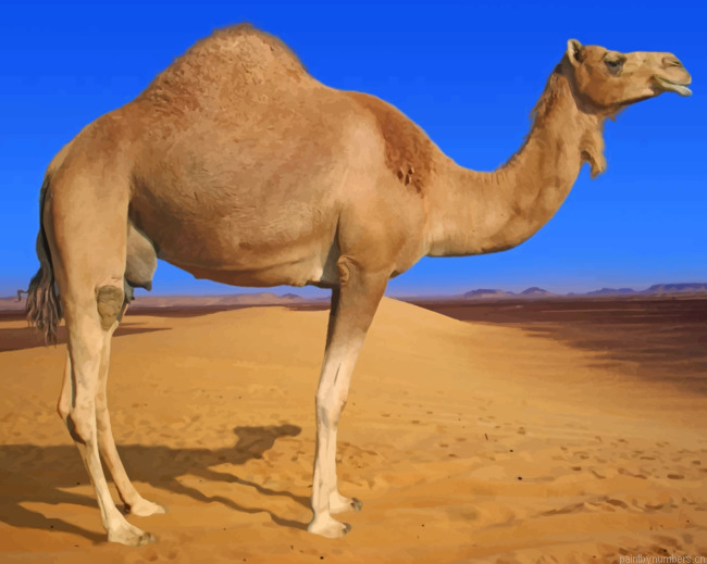 Desert Camel Animal Painting By Numberss.png