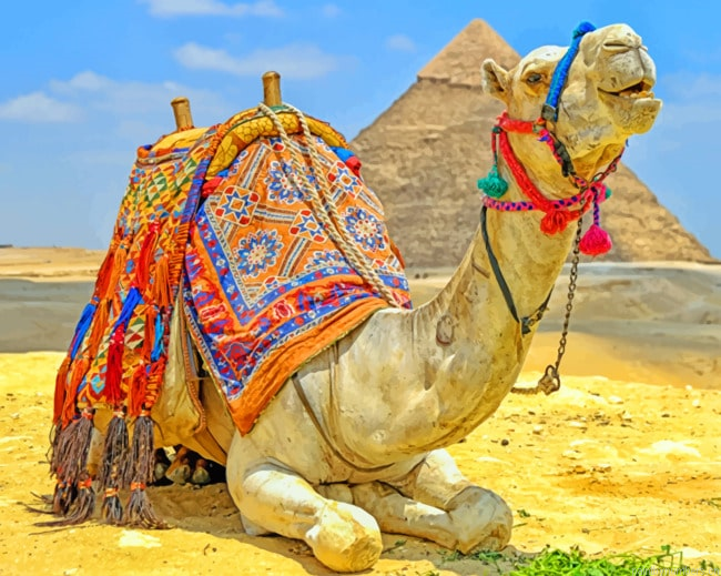 Desert Camel Animals Painting By Numberss.png