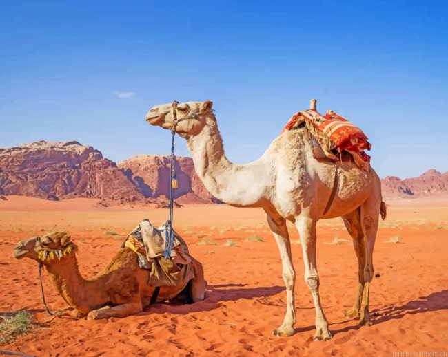 Desert Camel Painting By Numberss.png