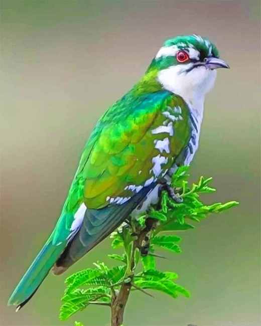 Diederik Cuckoo Bird Painting By Numberss.png