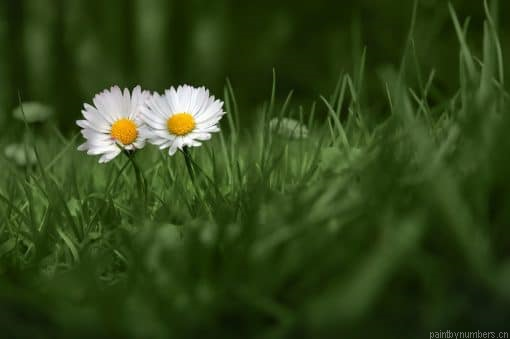 Dizzy Over Daisies Painting By Numberss.png
