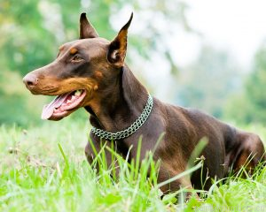 Doberman Dog Painting By Numbers.png