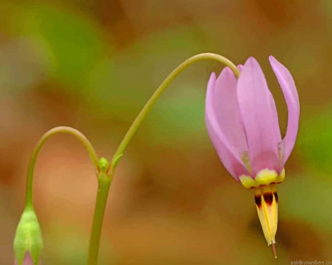 Dodecatheon Meadia Flower Painting By Numberss.png
