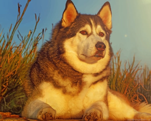 Dog Husky Glance Animal Painting By Numberss.png