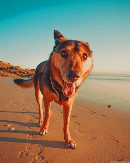 Dog Playing In Beach Animals Painting By Numberss.png
