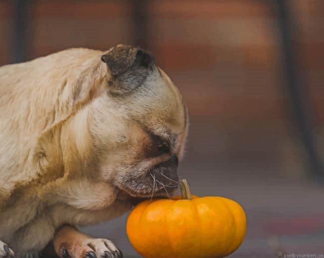 Dog Pug Smelling Pumpkin Animals Painting By Numberss.png