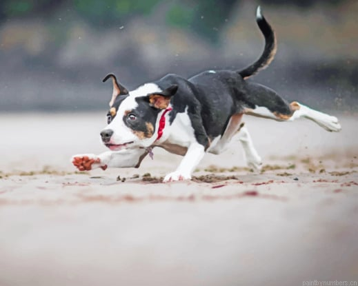 Dog Run After Ball In Beach Animals Painting By Numberss.png