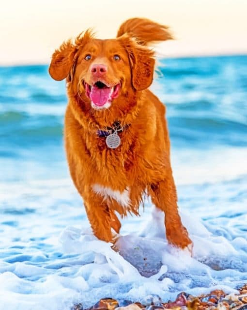 Dog Running In Beach Painting By Numbers.png