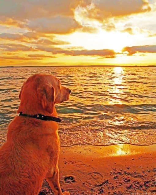 Dog Watching Sunset Painting By Numbers.png