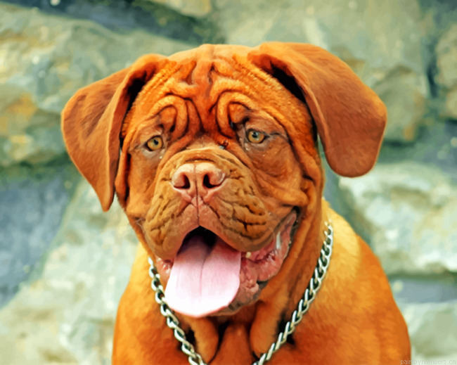 Dogue De Bordeaux Animal Painting By Numberss.png