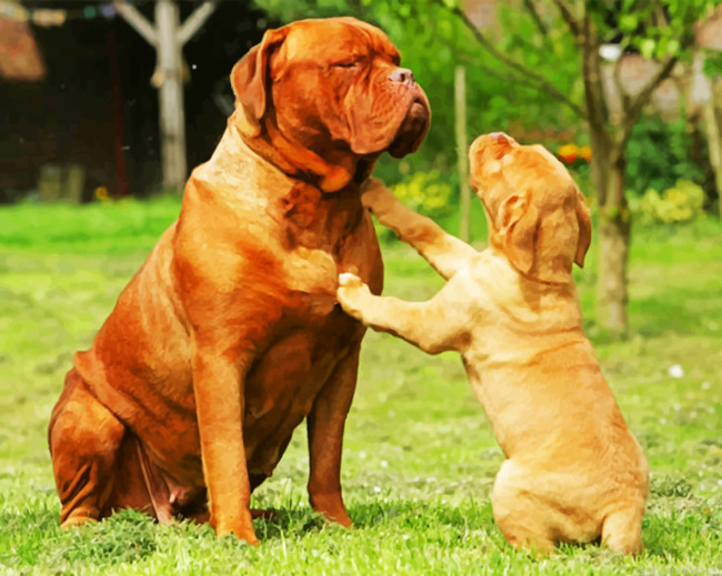 Dogue De Bordeaux Painting By Numberss.png