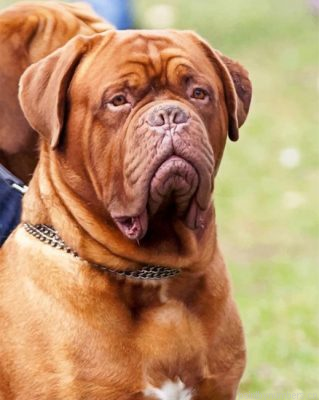 Dogue De Bordeaux Animal Painting By Numbers.png