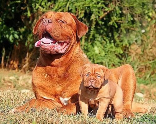 Dogue De Bordeaux Family Painting By Numbers.png