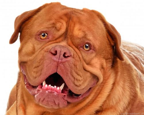Dogue De Bordeaux Painting By Numbers.png