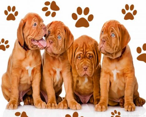 Dogue De Bordeaux Pets Painting By Numbers.png