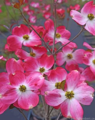 Dogwood Flowers Tree Painting By Numbers.png