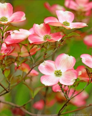 Dogwood Tree Painting By Numbers.png