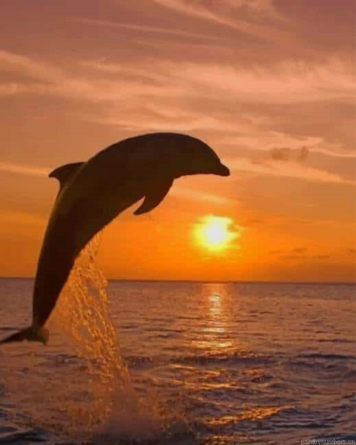 Dolphin And The Sunset Animals Painting By Numberss.png
