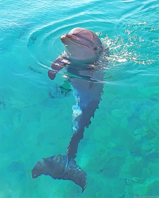 Dolphin In The Beach Animals Painting By Numbers.png