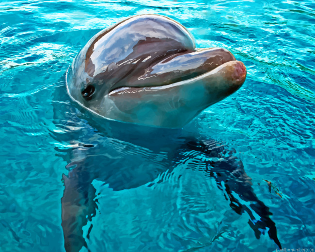 Dolphin Mammal Animals Painting By Numberss.png