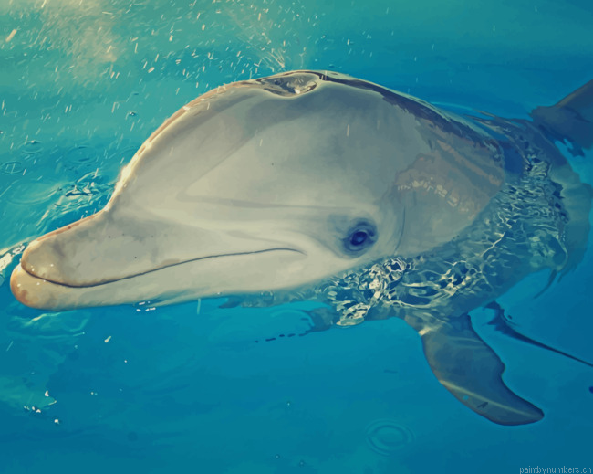 Dolphin Playing With Water Animals Painting By Numberss.png