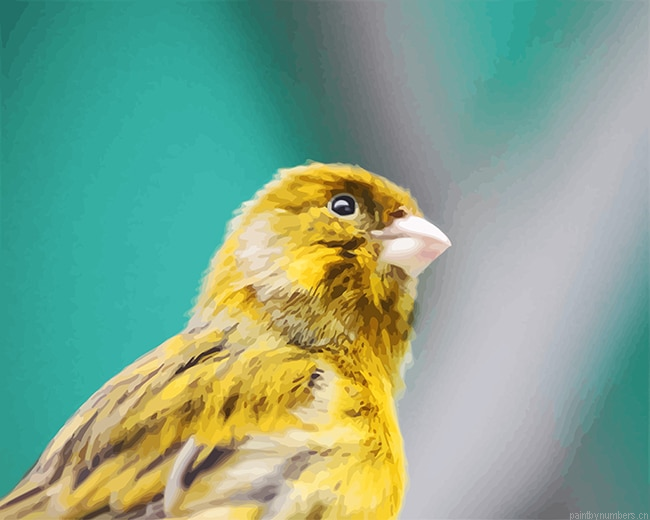 Domestic Canary Birds Painting By Numberss.png