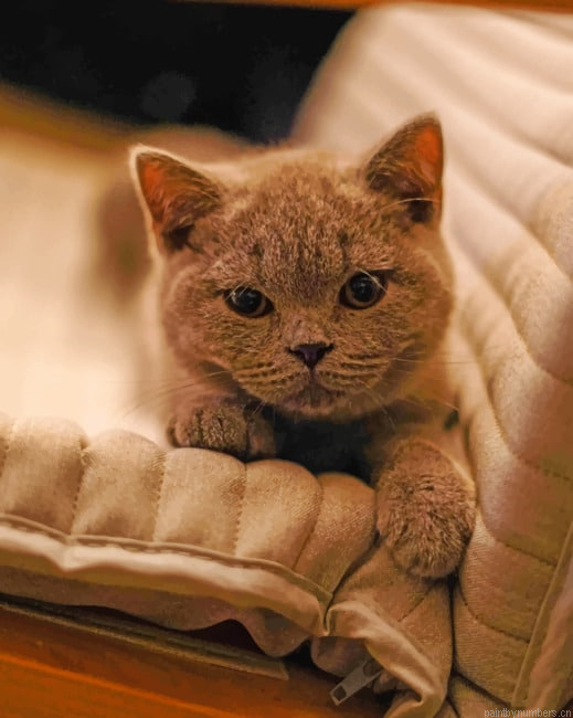 Domestic Cat Animals Painting By Numberss.png