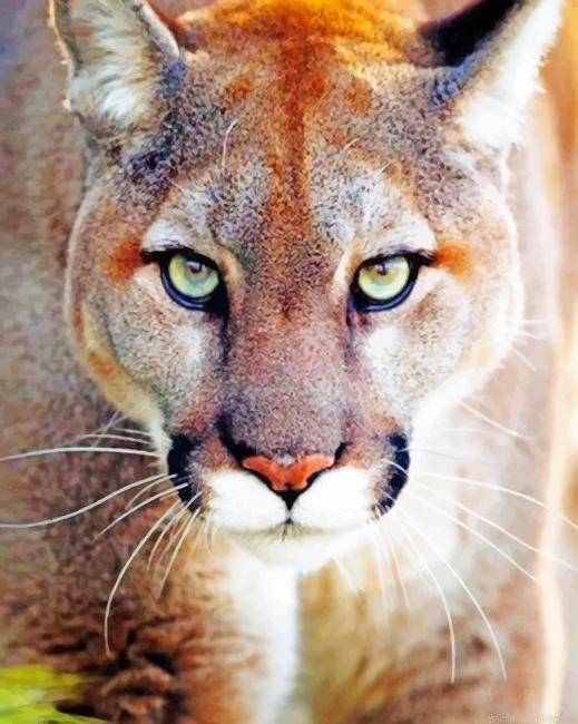 Domestic Cougar Animals Painting By Numbers.png