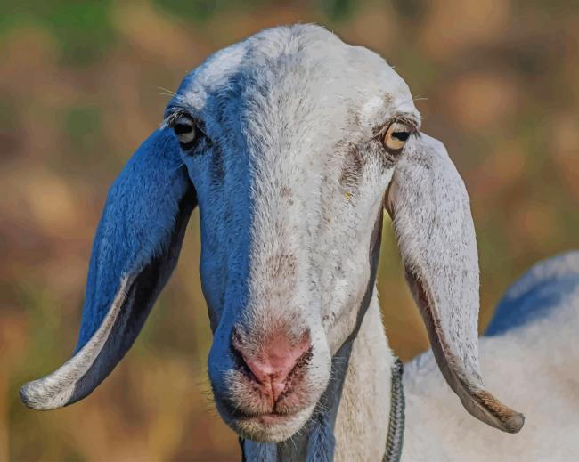 Domestic Goat In Farm Animals Painting By Numberss.png