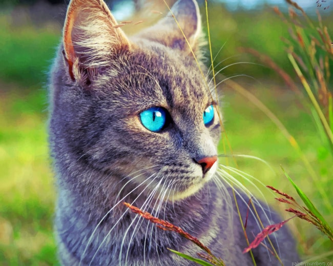 Domestic Gray Kitten Cats Painting By Numberss.png