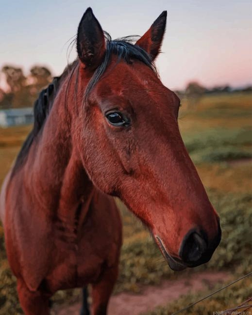 Domestic Horse Animals Painting By Numberss.png