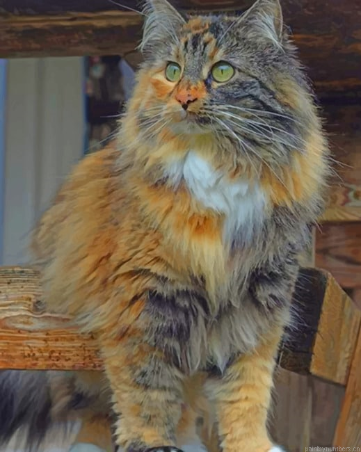 Domestic Long Haired Cat Animals Painting By Numberss.png